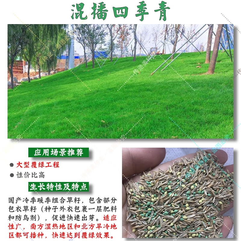 混合草皮混合草坪 混合草皮混合草坪